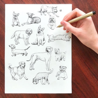 Dibujo en vivo de diferentes tipos de perros.