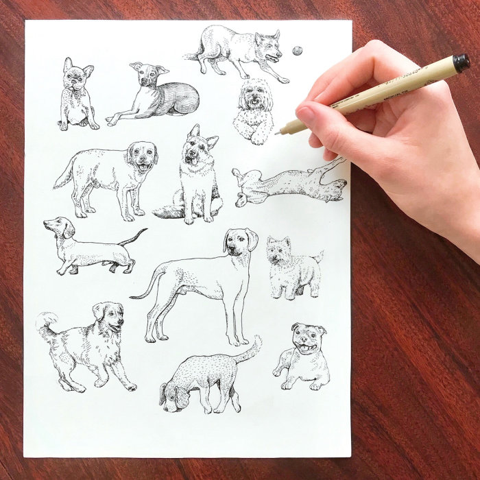 Desenho ao vivo de diferentes tipos de cães