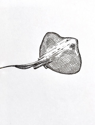 鳐鱼纲的铅笔画