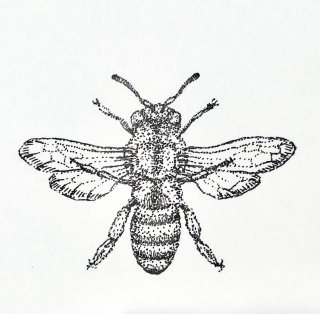 Dibujo de abejas melíferas para una empresa de ungüentos de cera de abejas.