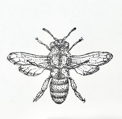 Honey bee drawing for beeswax salve company