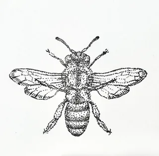 Honey bee drawing for beeswax salve company