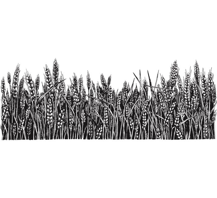 Ilustração de esboço preto de cultivo de grãos