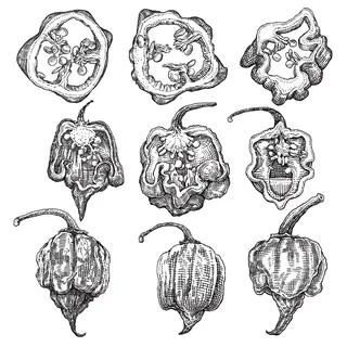Detailed botanical black and white pepper illustrations by August Lamm