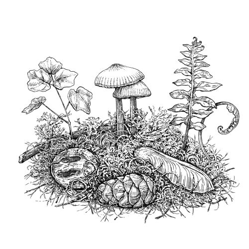 August Lamm Pen and Ink Artist, UK