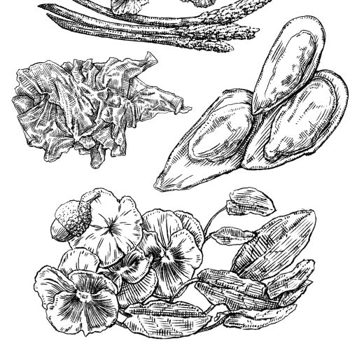 Detailed ink drawing of mushrooms, asparagus, acorns, and flowers