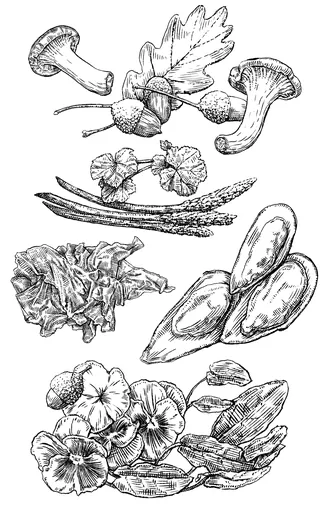Detailed ink drawing of mushrooms, asparagus, acorns, and flowers
