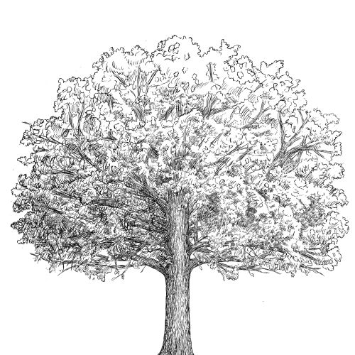 Black and white sketch of a tree showing leaves and roots