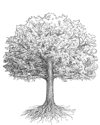 Black and white sketch of a tree showing leaves and roots