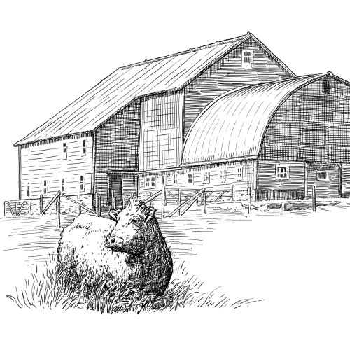 Sketch of barn and cow resting on grass