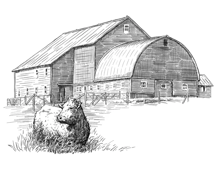 Sketch of barn and cow resting on grass