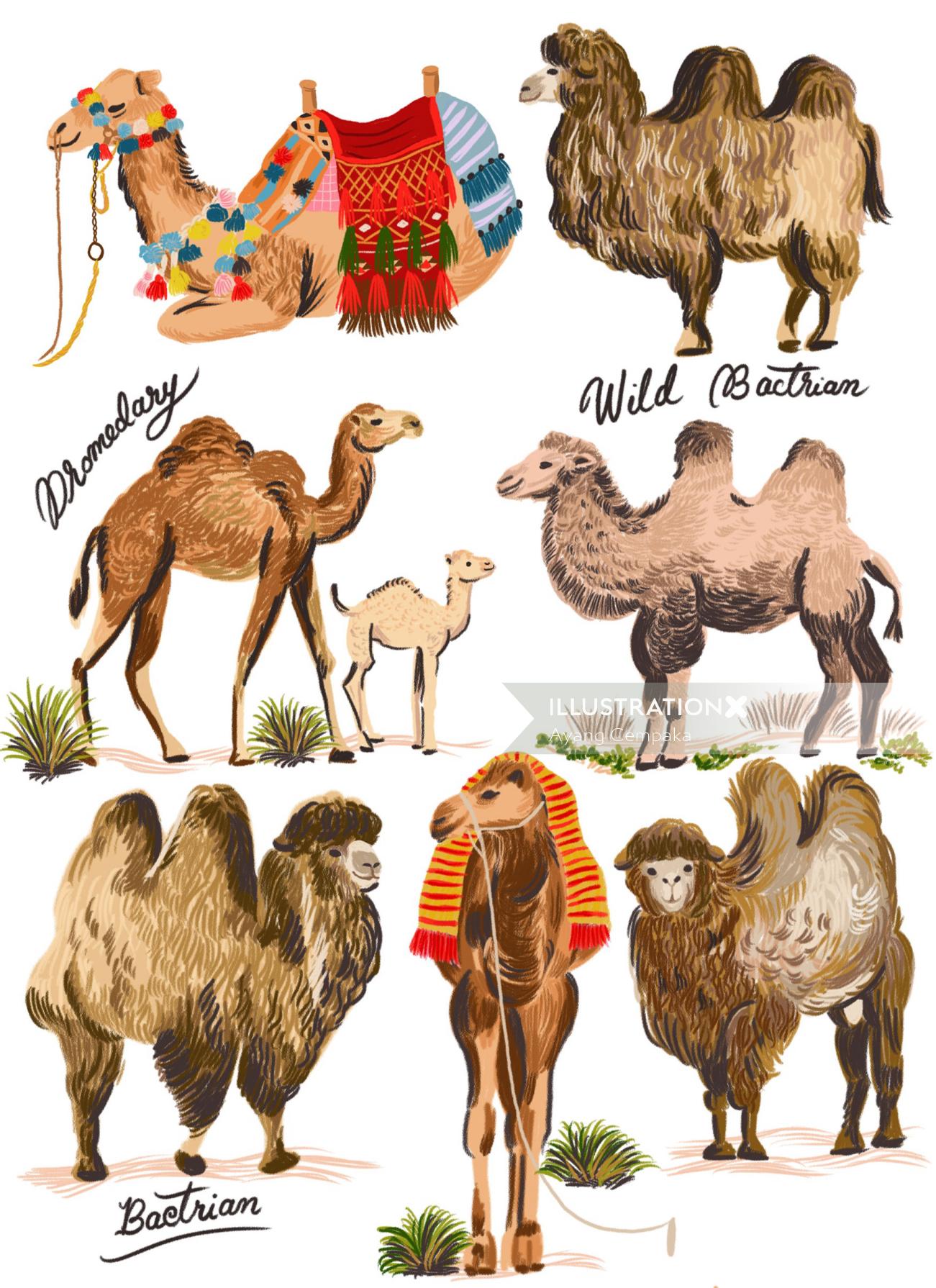 Animaux de différentes races de chameaux