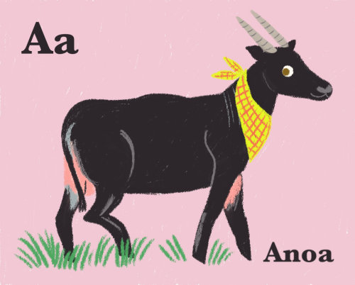 Children animal illustration Anoa
