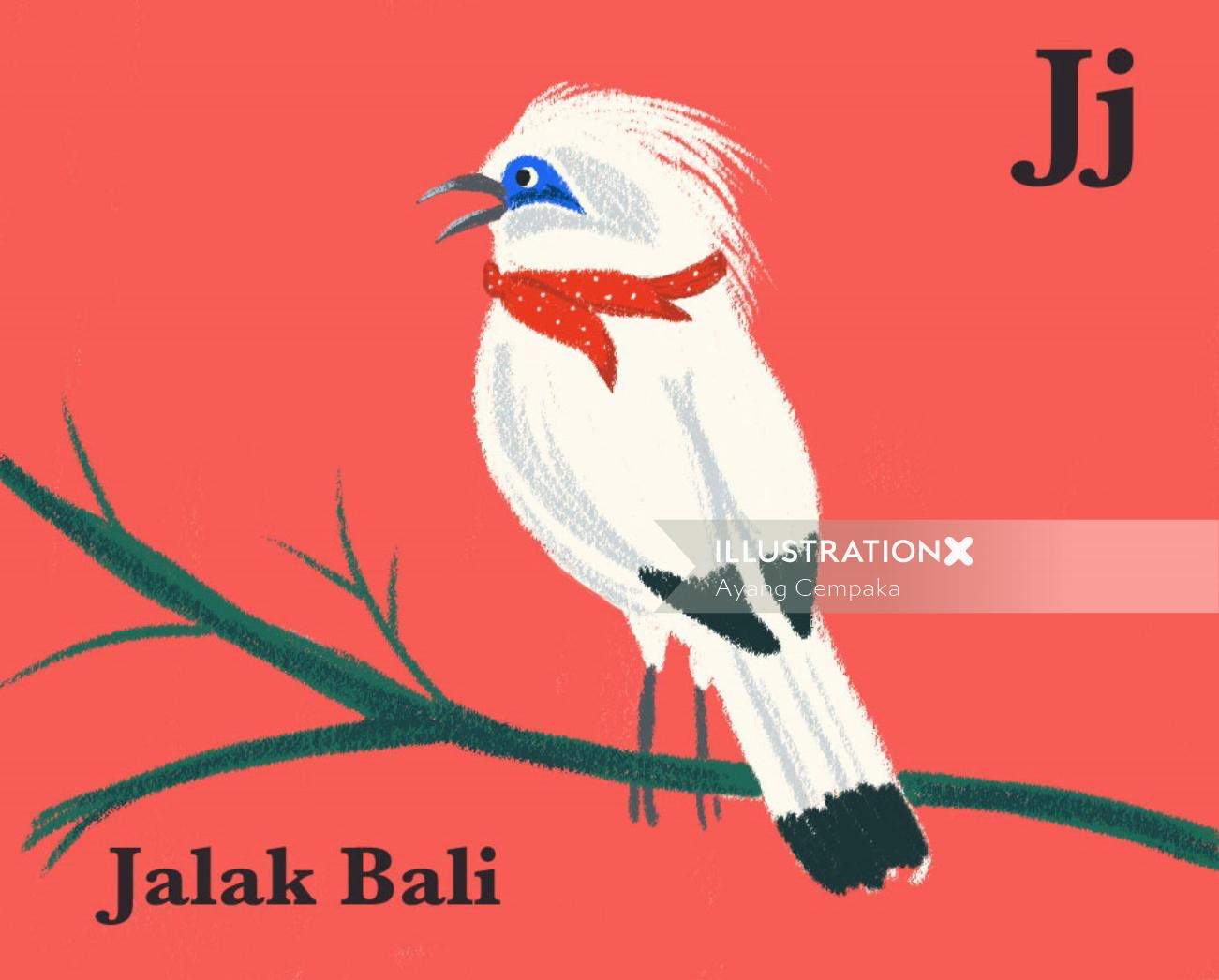 Animals Jalak Bali
