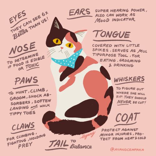 Animals cat description

