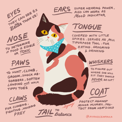 Descripción de animales gato