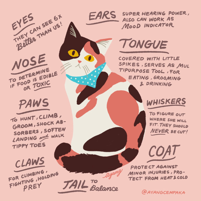 Description du chat des animaux