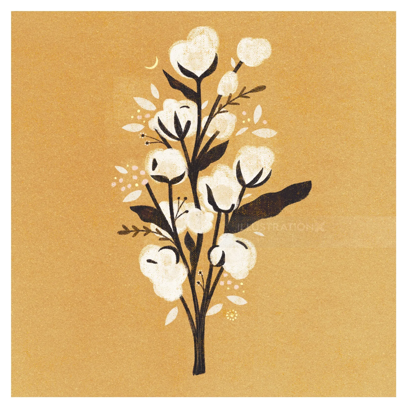 Cotton plant illustration with white cotton bolls on beige background
