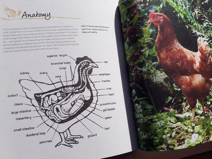 Photograph of a spread from Chickens by Suzi Baldwin, showing a linocut illustration of the internal