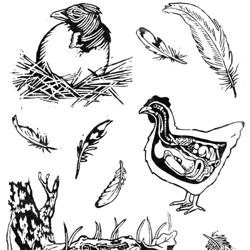 selection of black and white illustrations from Chickens by Suzi Baldwin, showing: a chick hatching 