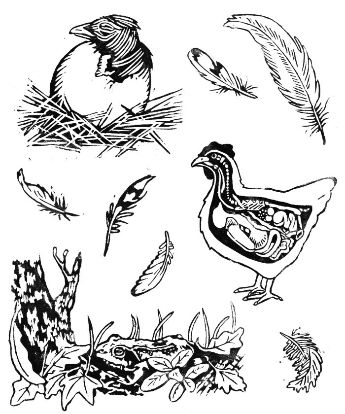 selection of black and white illustrations from Chickens by Suzi Baldwin, showing: a chick hatching 