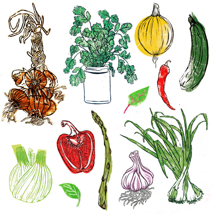 Sélection d&#39;illustrations végétales linogravées : Une chaîne d&#39;oignons bruns, pot de coriandre, cri rond