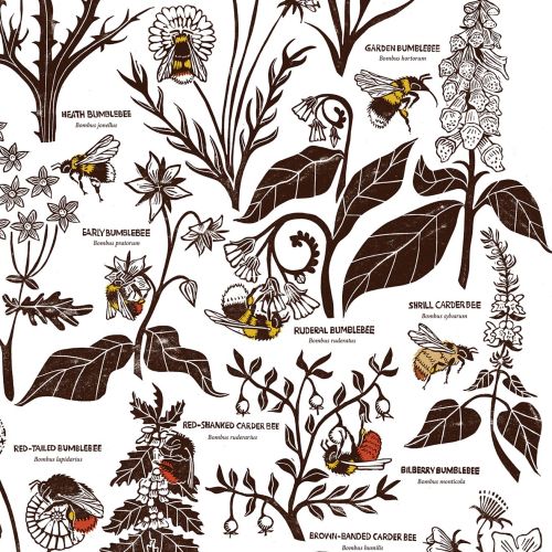 Decorative linocut poster showing native British bumblebees on wildflowers