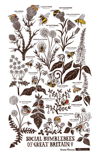 Native British bees depicted on wildflower linocut