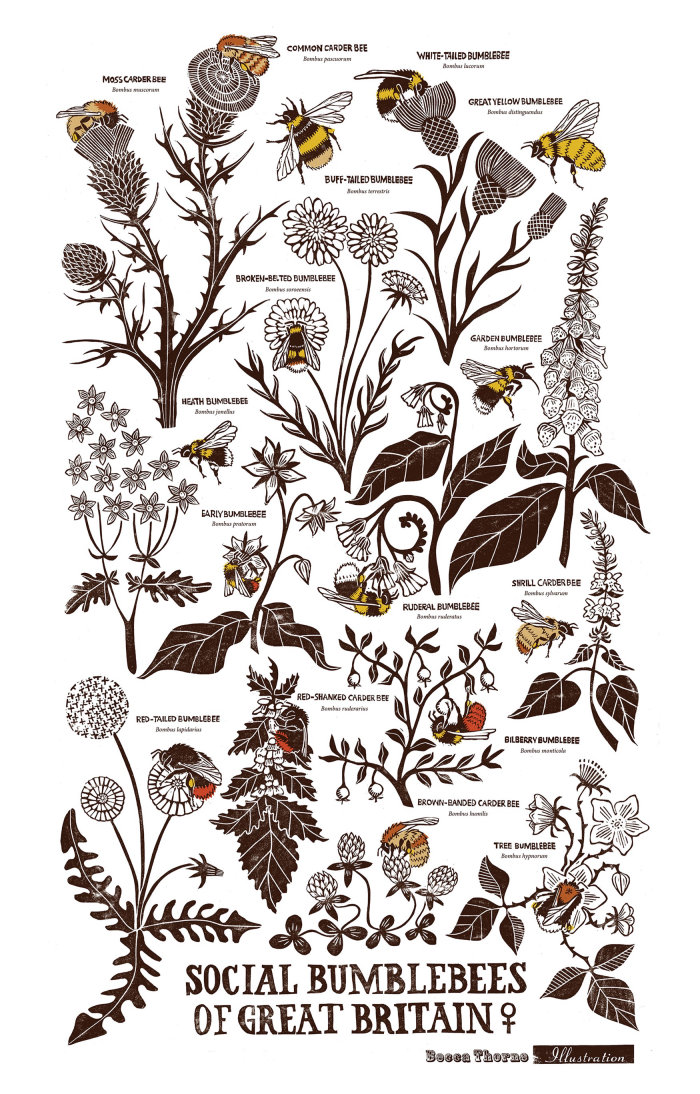 Affiche décorative en linogravure montrant des bourdons britanniques indigènes sur des fleurs sauvages