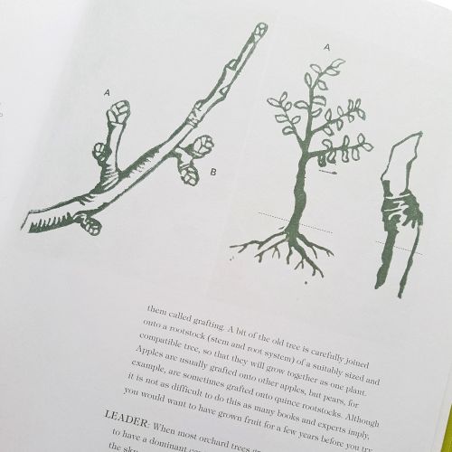 Intricate woodcut art of budding trees and grafting