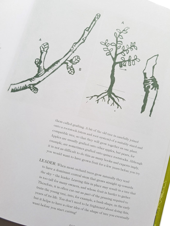 Linocut illustrations of apple tree buds and a grafted fruit tree, with a close up of a graft