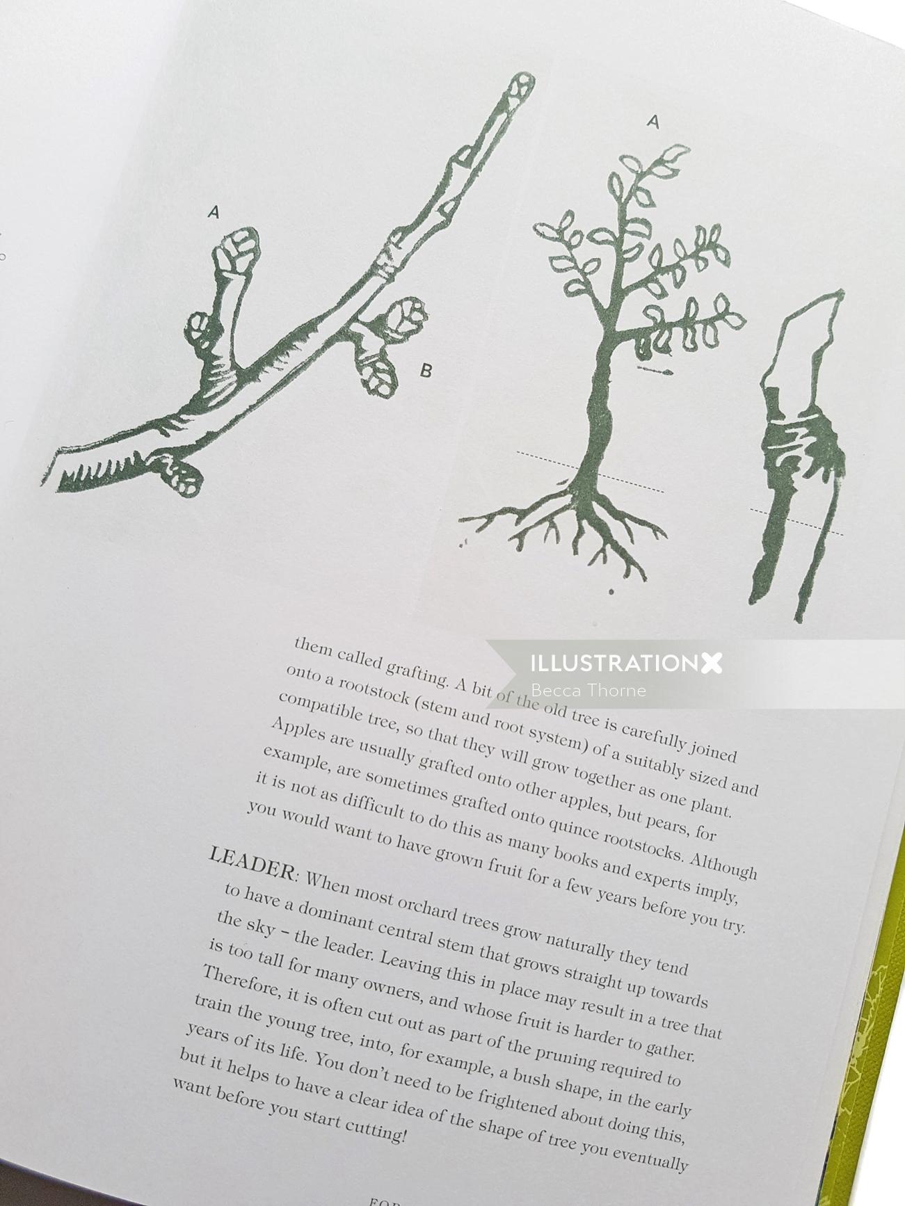 りんごの木のつぼみと接ぎ木された果樹のリノリウム版画イラスト、接ぎ木をクローズアップ