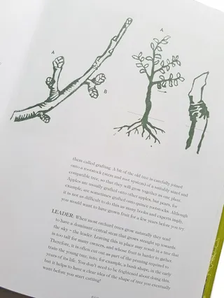 Intricate woodcut art of budding trees and grafting