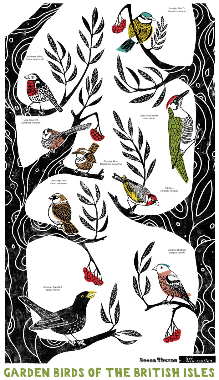 Une image de style affiche montrant divers oiseaux de jardin britanniques sur les branches décoratives d&#39;un arbre.