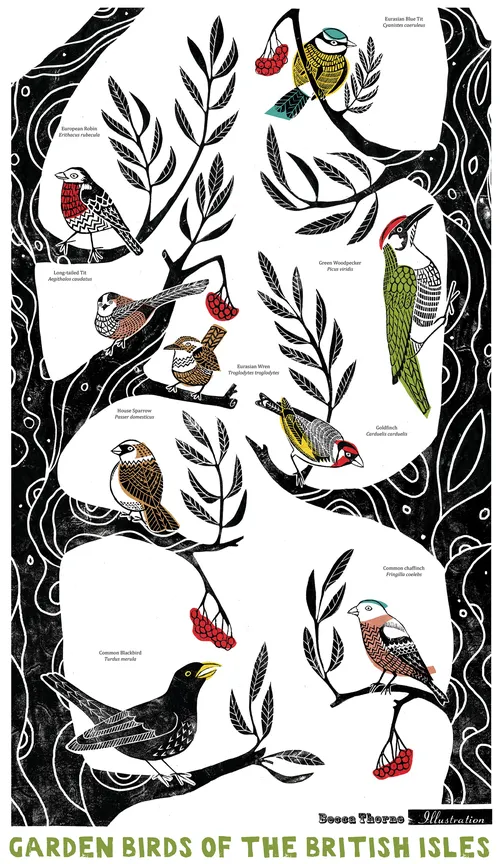 Plakatentwurf für Gartenvögel der Britischen Inseln
