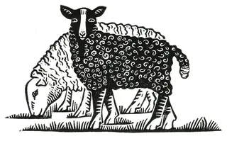 Linocut representation of two sheep