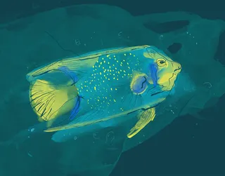 Realistic painting of a Queen angelfish