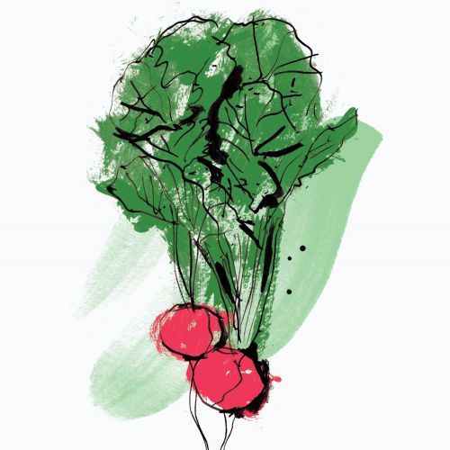 Illustration of two radishes with green leafy tops