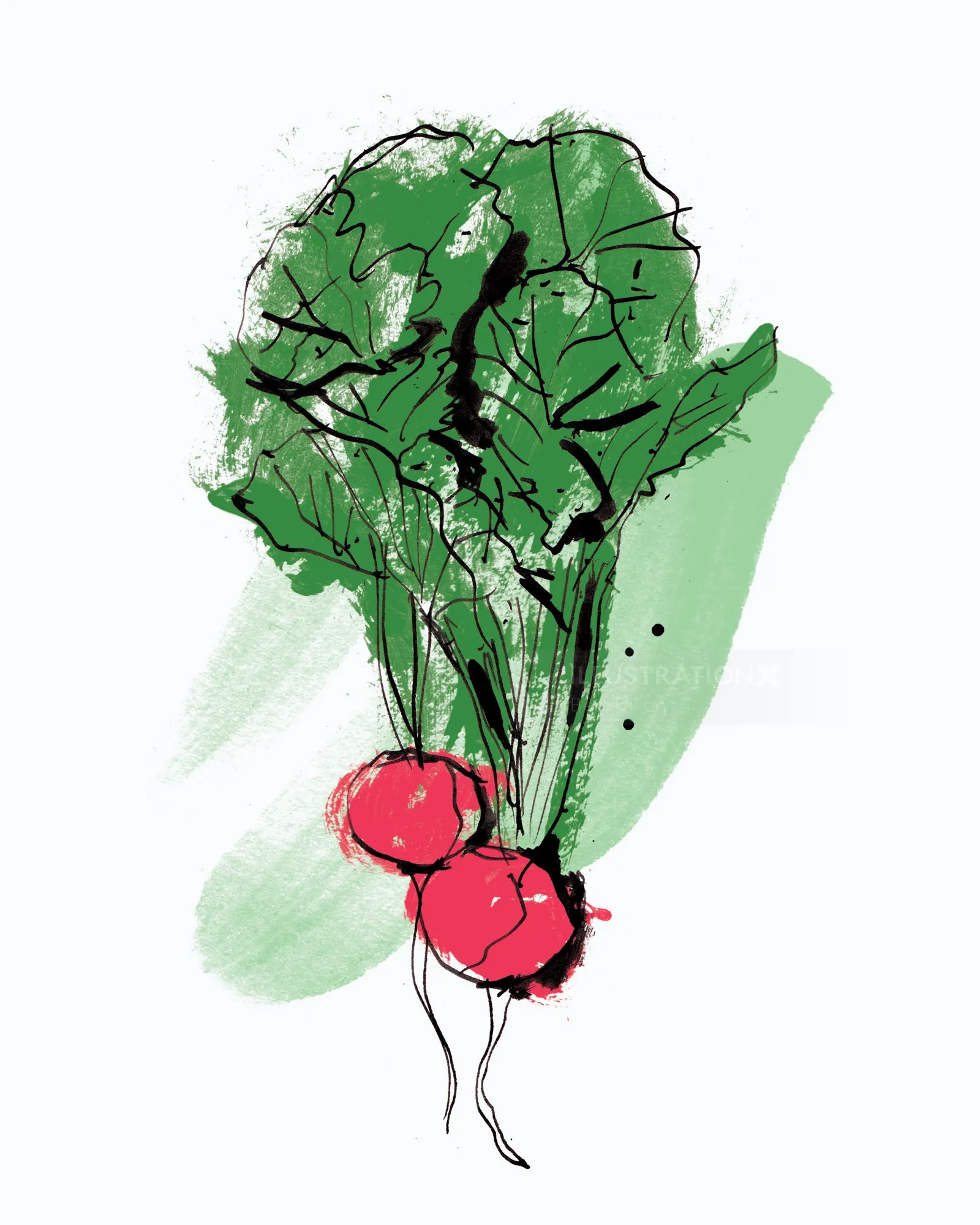 Illustration of two radishes with green leafy tops