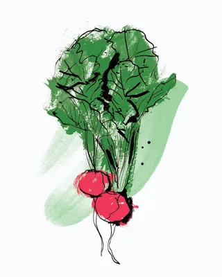 Illustration of two radishes with green leafy tops