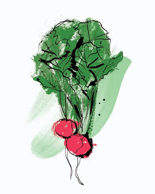 Illustration of two radishes with green leafy tops
