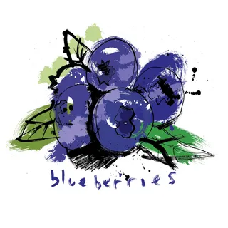 Watercolor drawing of Blueberries