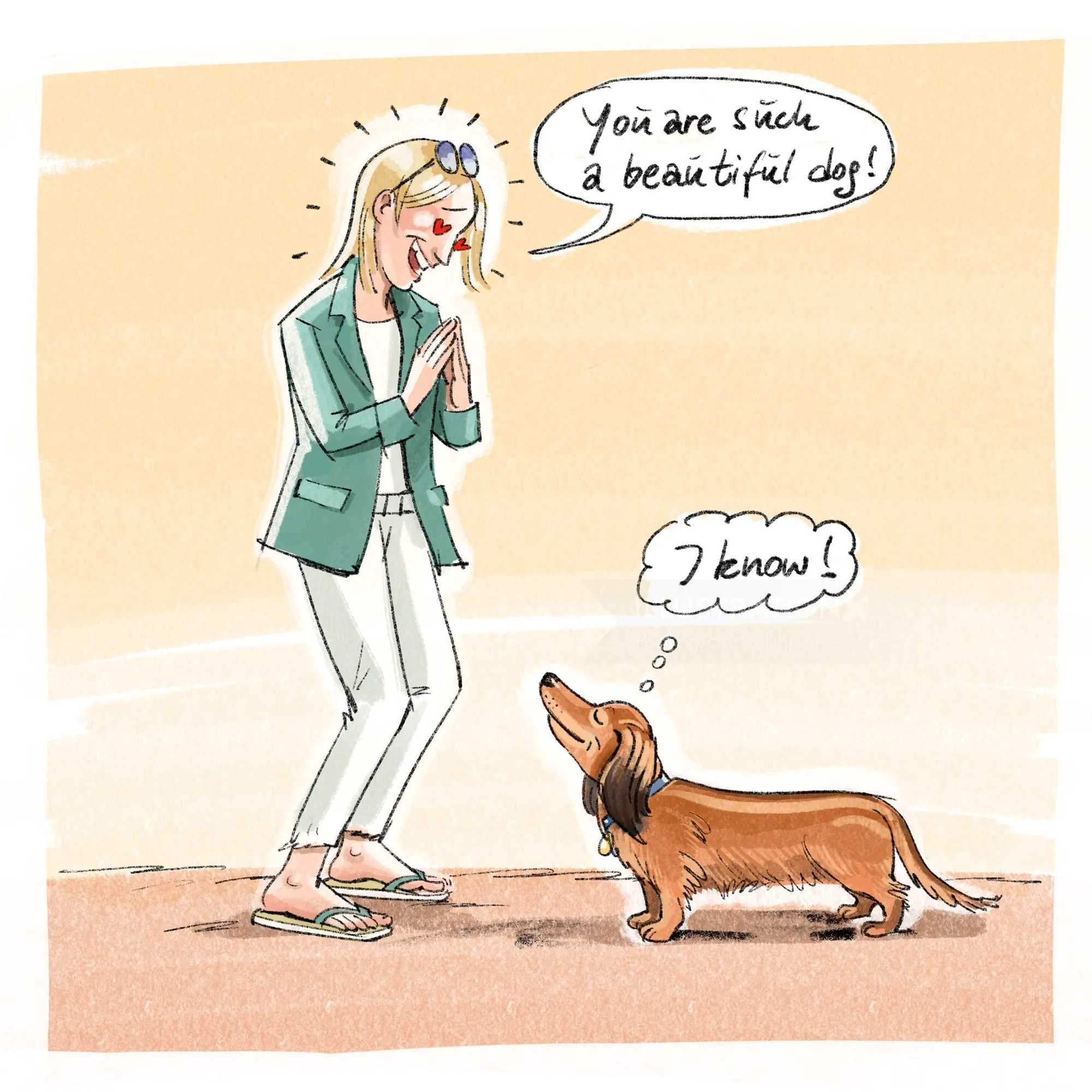 Woman says you are such a beautiful dog to a dachshund.