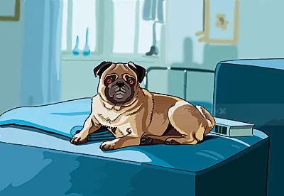 Pug dog resting on a blue bed in a bedroom by Björn von Schlippe