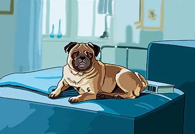 Pug dog resting on a blue bed in a bedroom by Björn von Schlippe