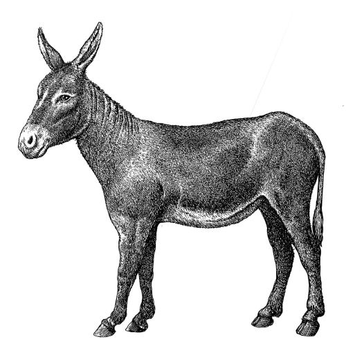 Black and white illustration of donkey
