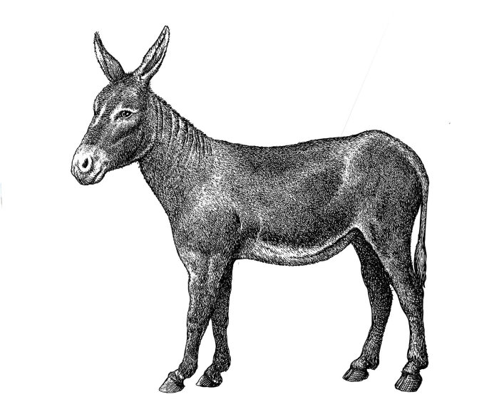 Black and white illustration of donkey