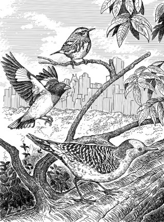 Pájaros en el árbol ilustración en blanco y negro