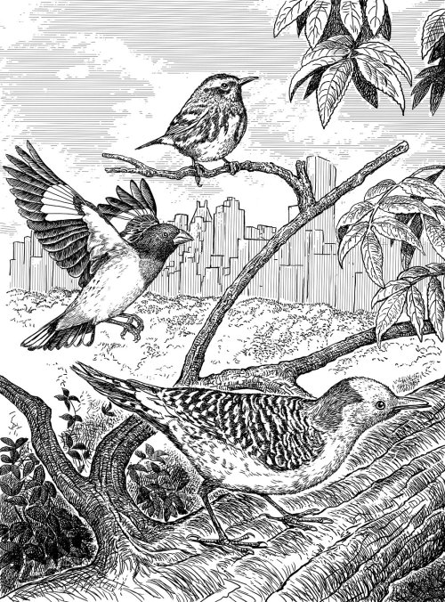 Birds on the tree black and white illustration