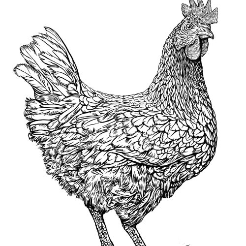 A hen is shown in black and white